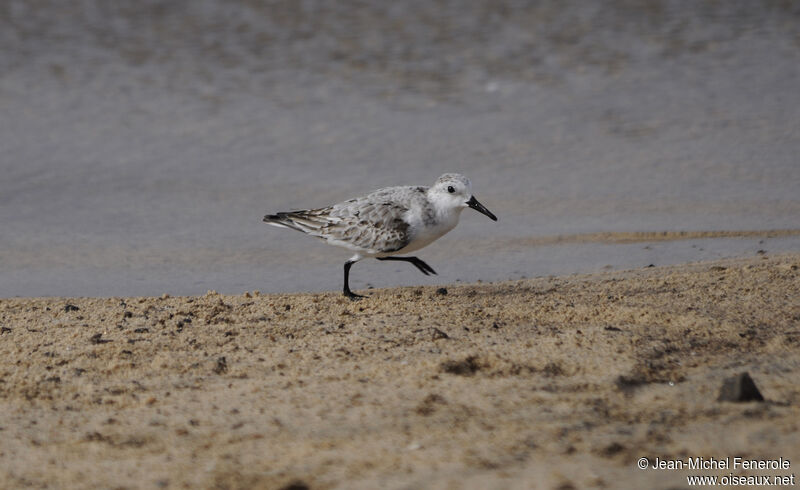 Sanderling