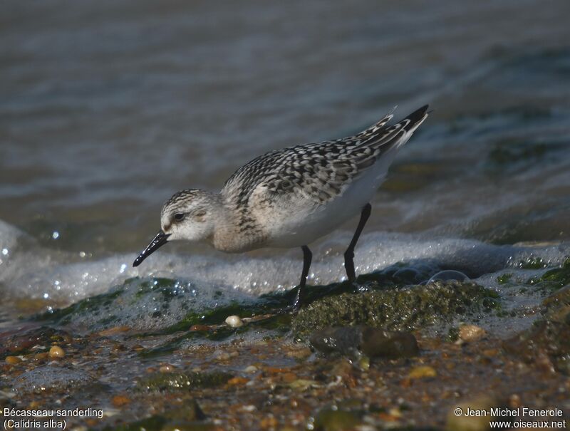 Sanderlingimmature