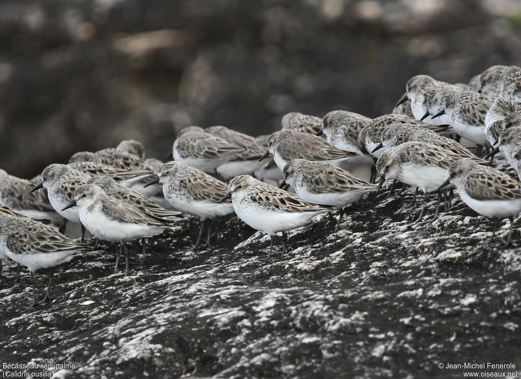 Semipalmated Sandpiper