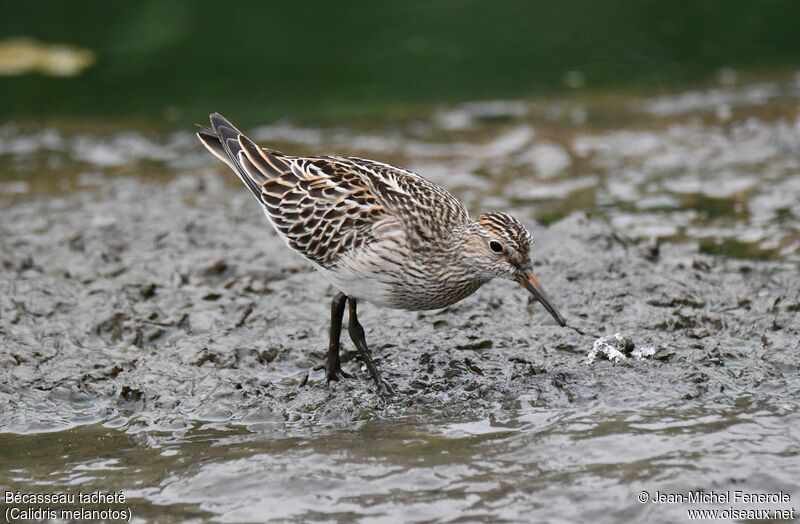 Pectoral Sandpiper