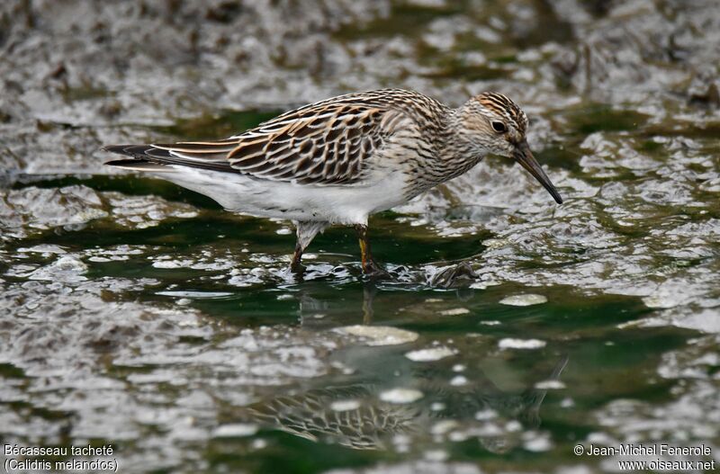 Pectoral Sandpiper