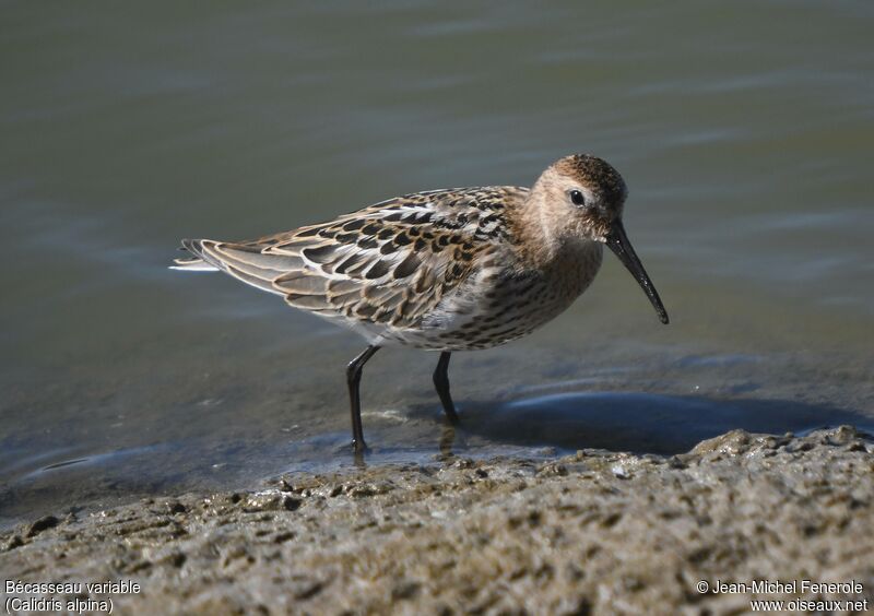 Dunlin