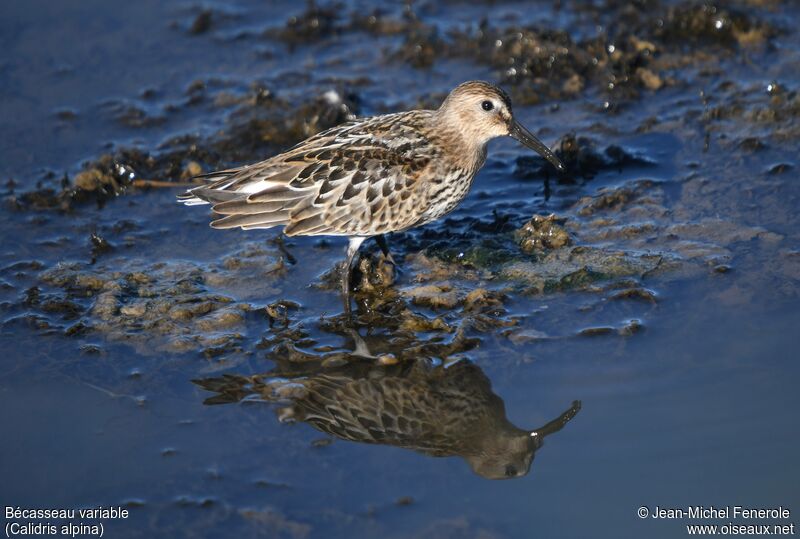 Dunlin