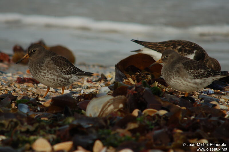 Purple Sandpiper