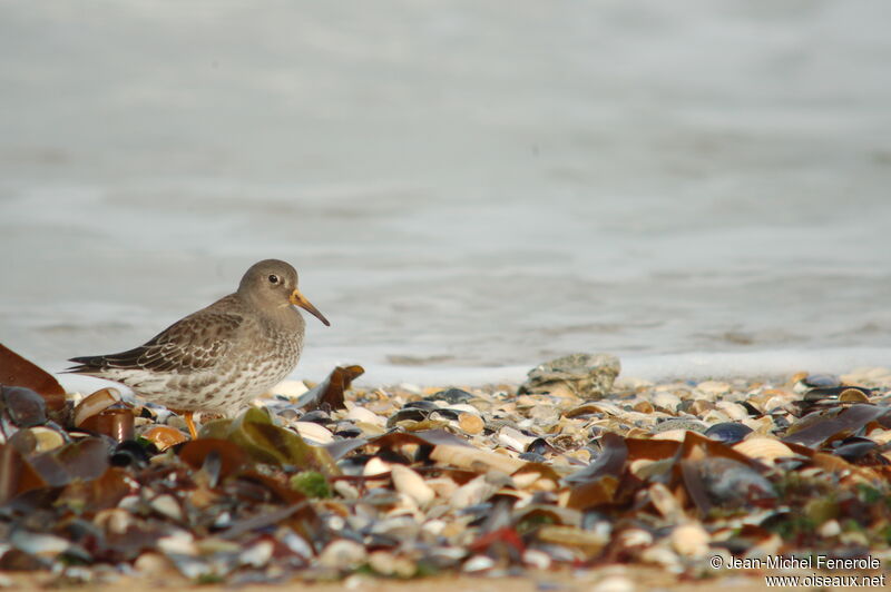 Purple Sandpiper