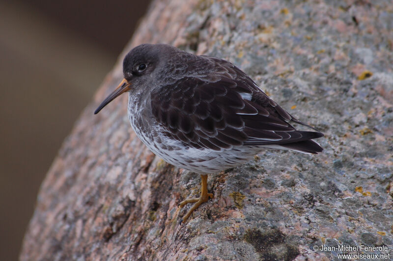 Purple Sandpiperadult