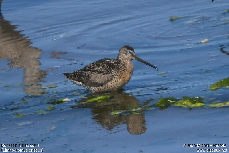 Short-billed Dowitcher