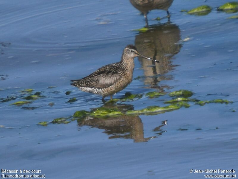 Short-billed Dowitcher