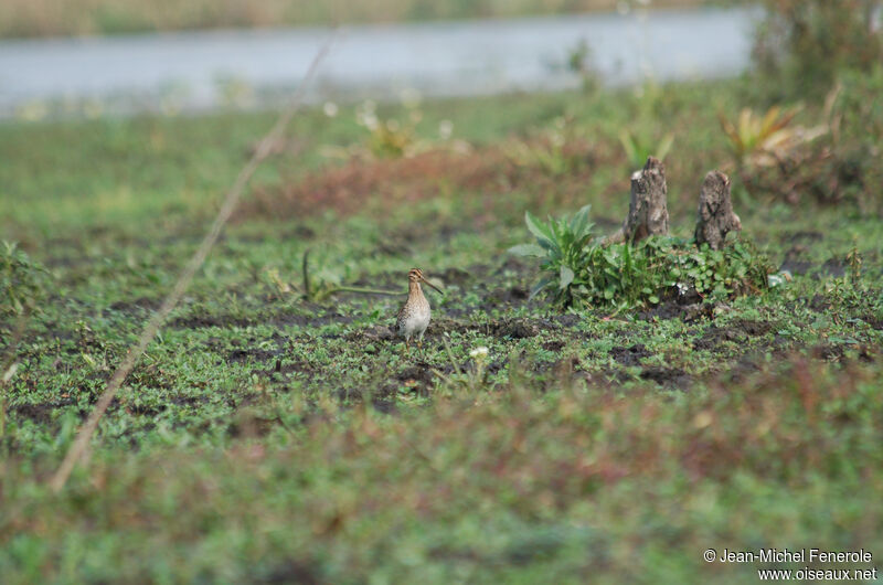 Magellanic Snipe