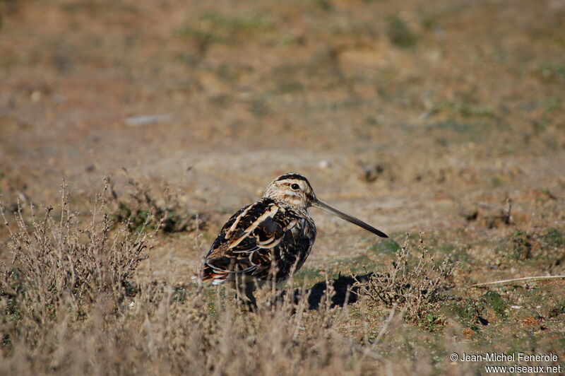 Common Snipe