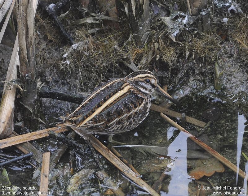 Bécassine sourdeadulte, camouflage