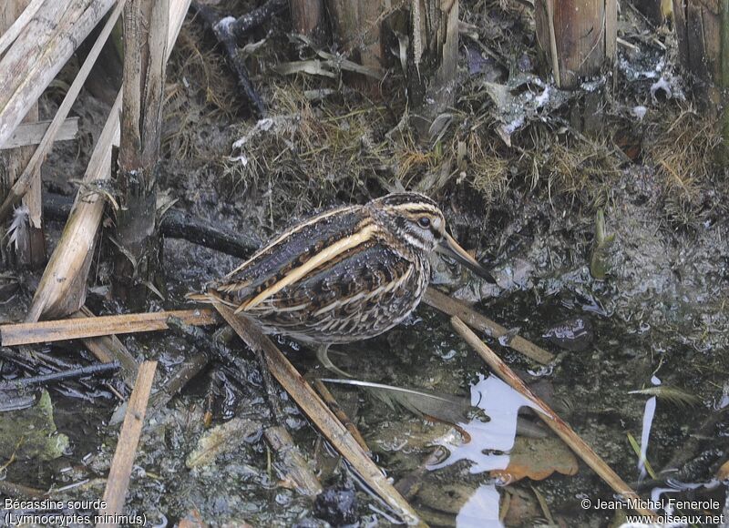 Jack Snipe