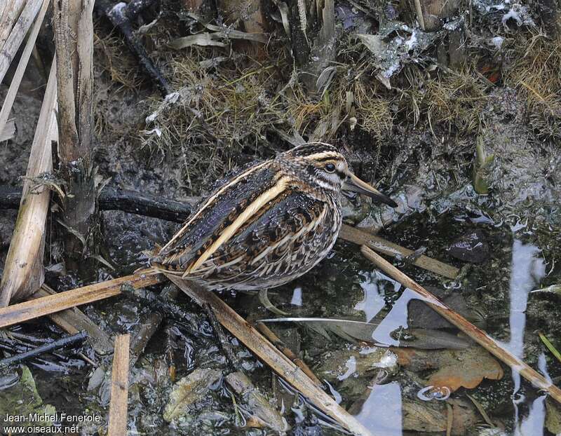 Bécassine sourdeadulte, habitat, composition, camouflage, Comportement