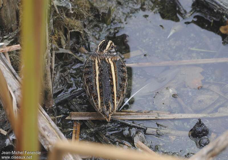 Jack Snipe, habitat, camouflage, Behaviour