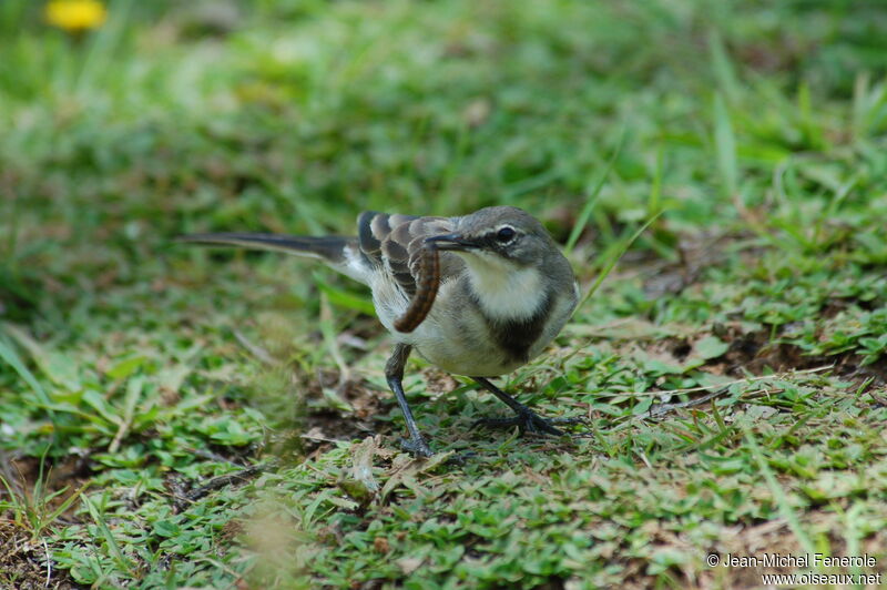 Cape Wagtailadult