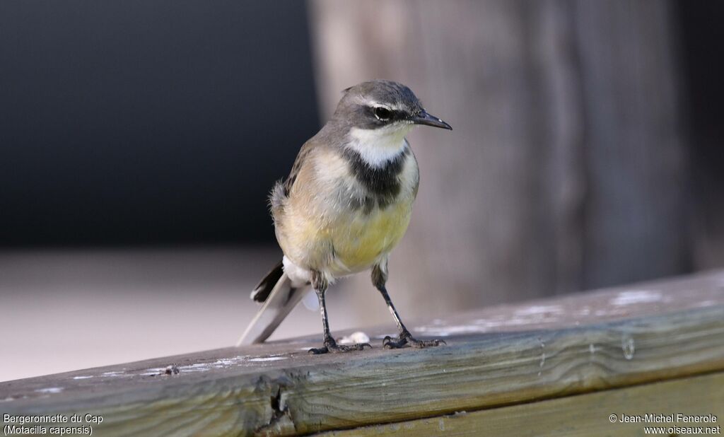 Cape Wagtail