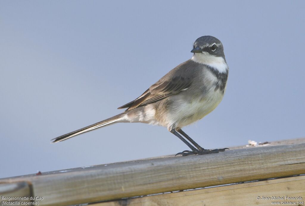 Cape Wagtail