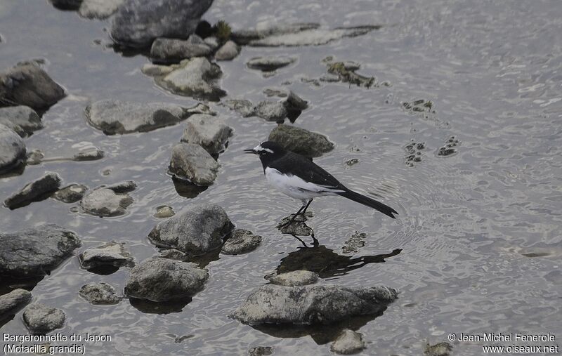 Japanese Wagtail