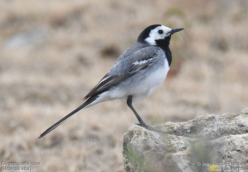 White Wagtail