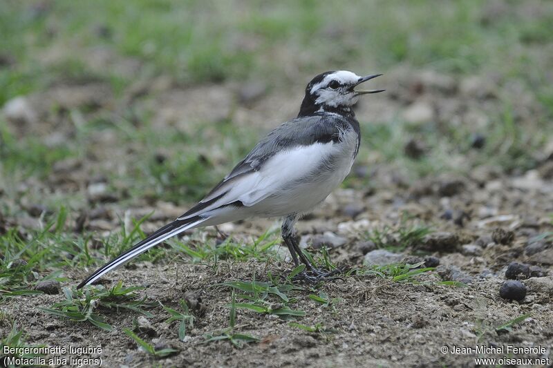 White Wagtail (lugens)