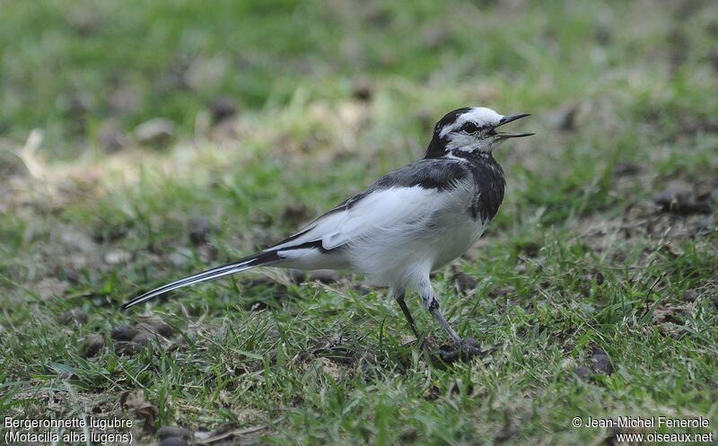 White Wagtail (lugens)