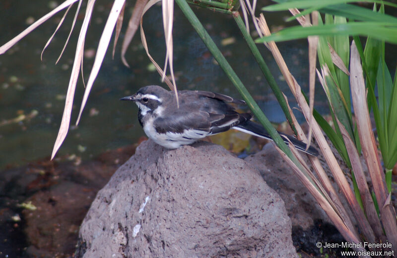 African Pied Wagtail