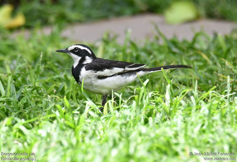 African Pied Wagtail