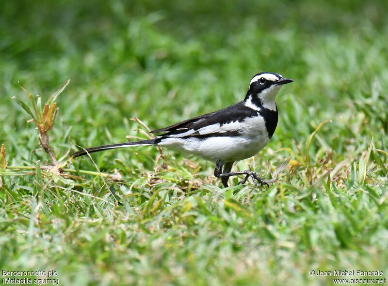 African Pied Wagtail