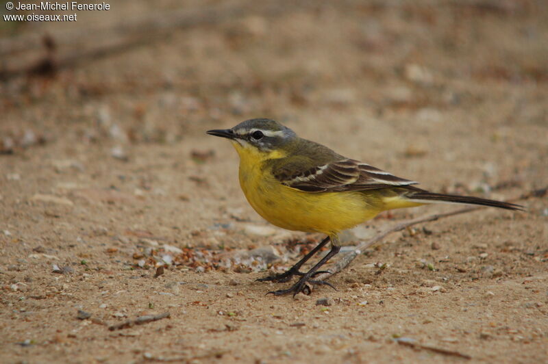 Western Yellow Wagtailadult