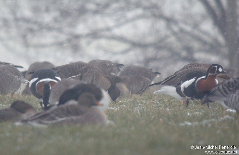 Red-breasted Goose