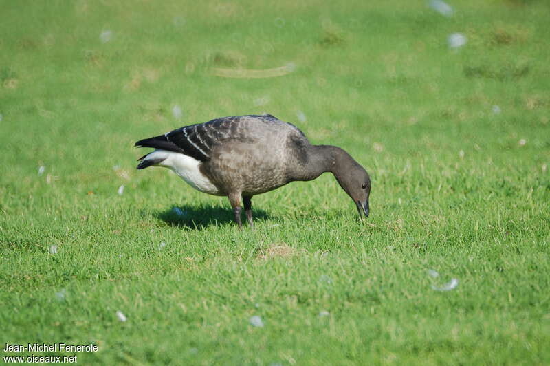 Brant GooseFirst year, eats