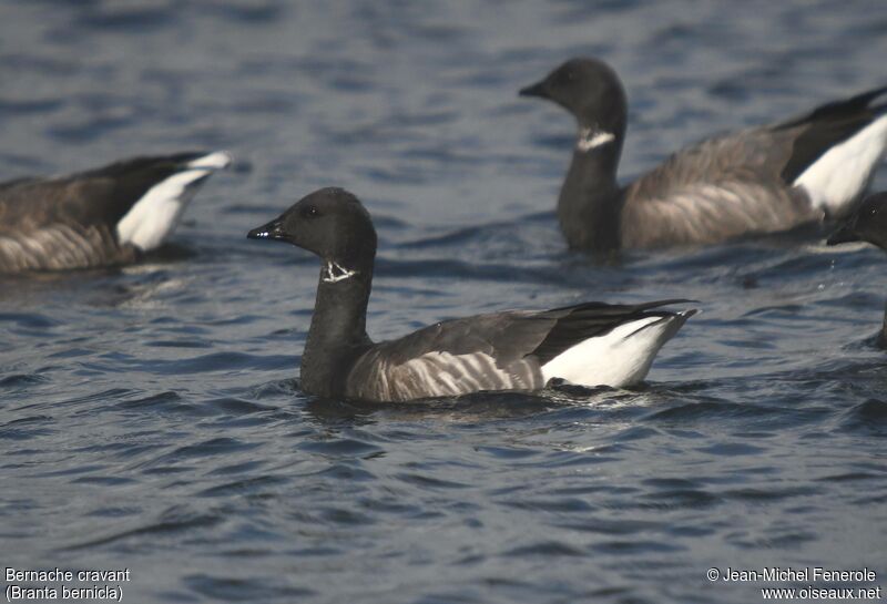 Brant Goose