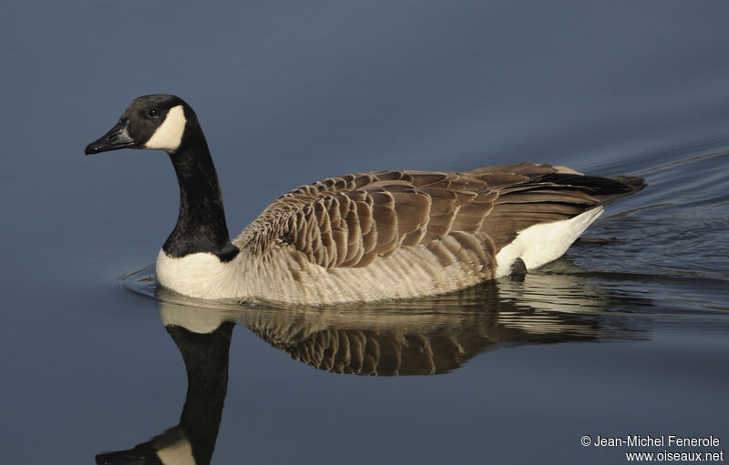 Canada Goose