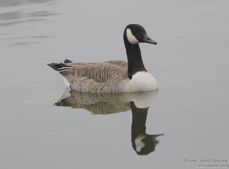 Canada Goose