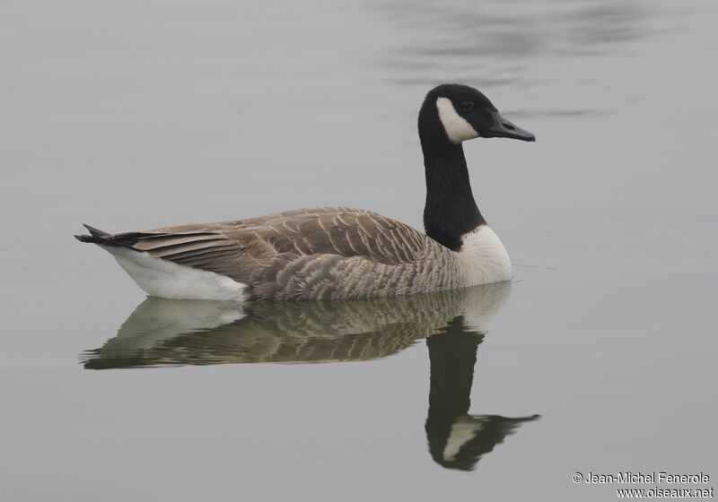 Canada Goose