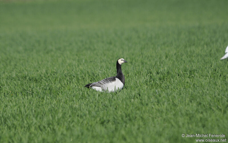 Barnacle Goose