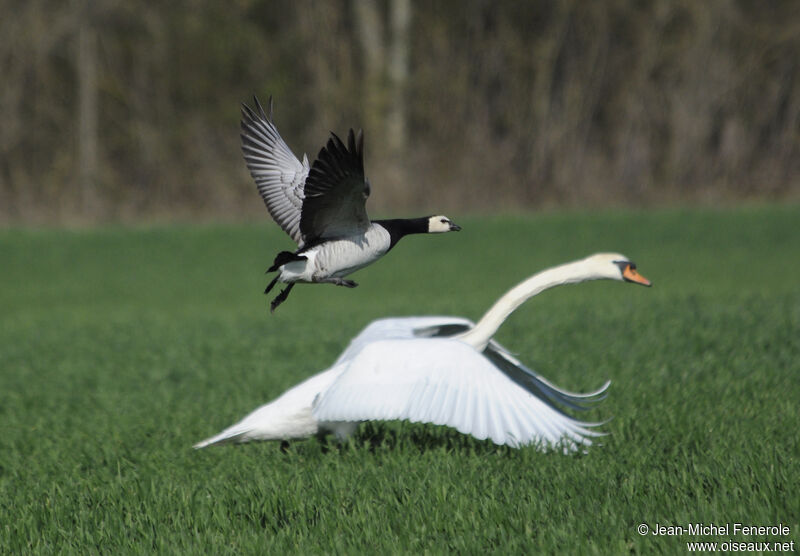 Barnacle Goose