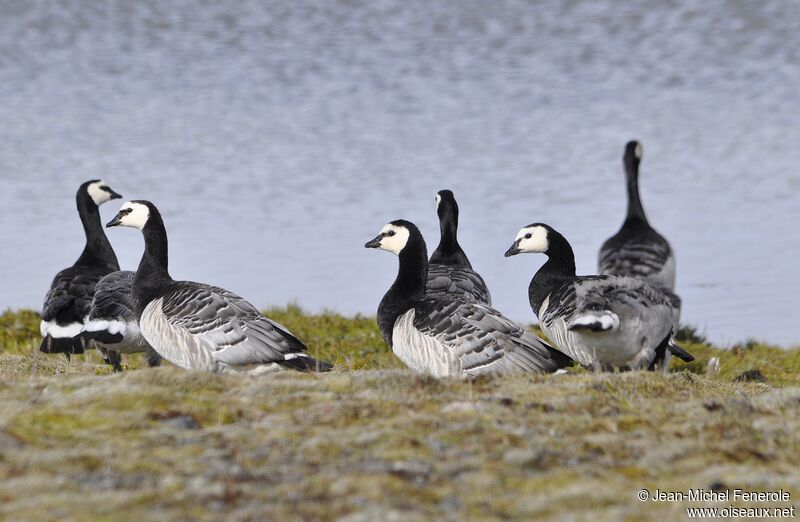 Barnacle Goose