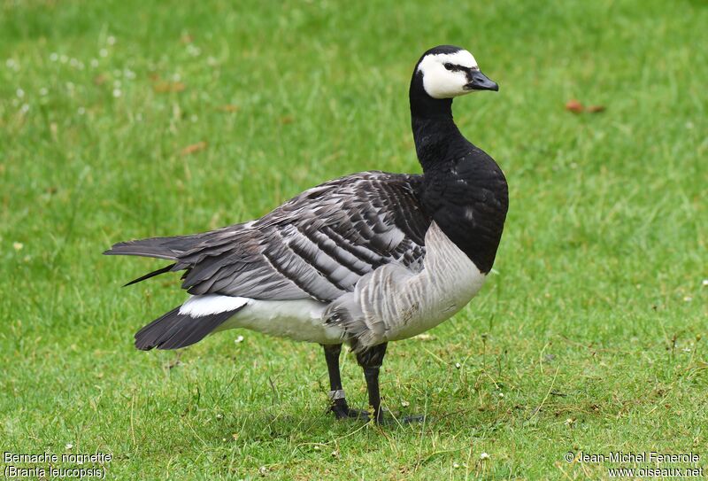 Barnacle Goose