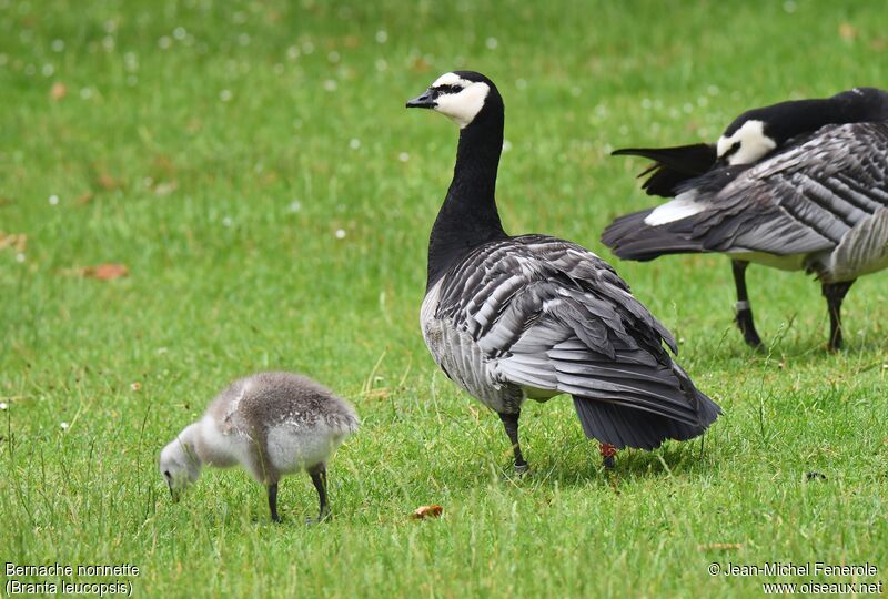 Barnacle Goose