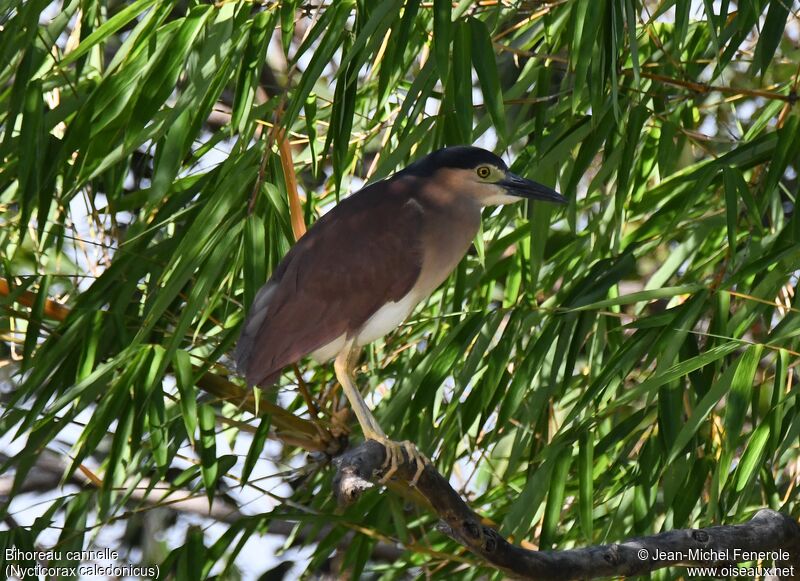 Nankeen Night Heron