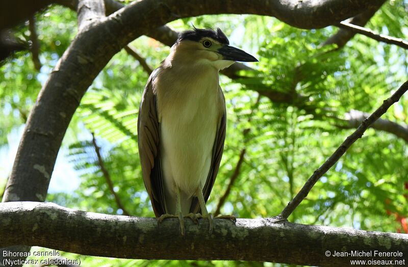 Nankeen Night Heron