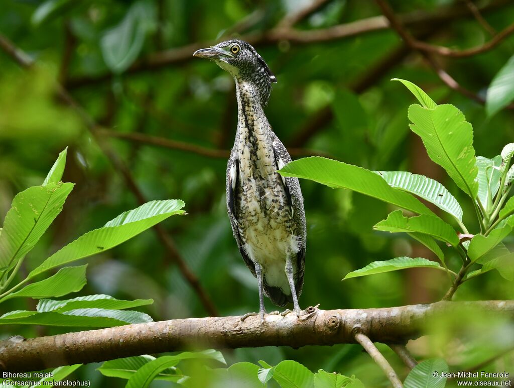 Bihoreau malaisimmature