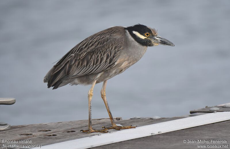 Yellow-crowned Night Heronadult