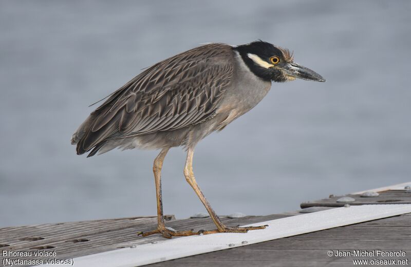 Yellow-crowned Night Heronadult