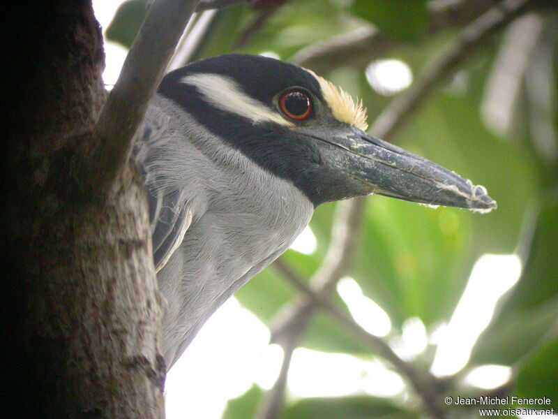 Yellow-crowned Night Heron