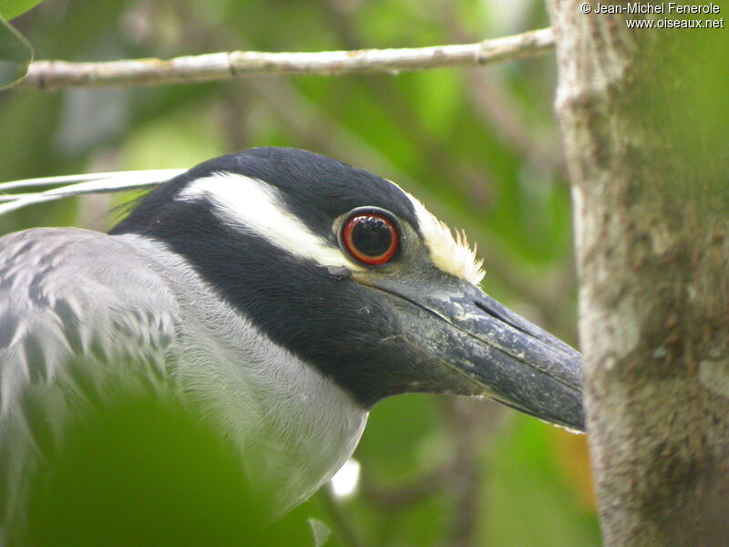 Yellow-crowned Night Heron