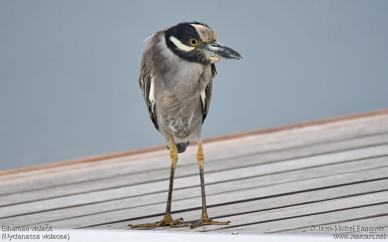 Yellow-crowned Night Heron