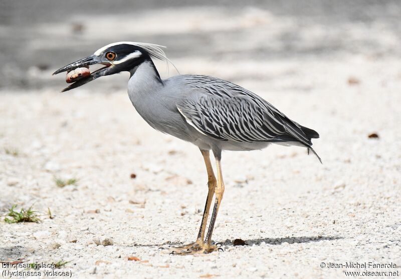 Yellow-crowned Night Heron