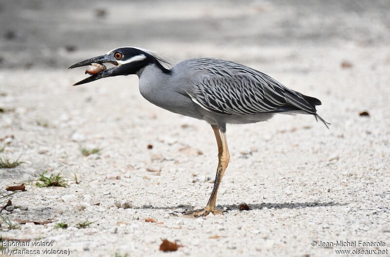 Yellow-crowned Night Heron